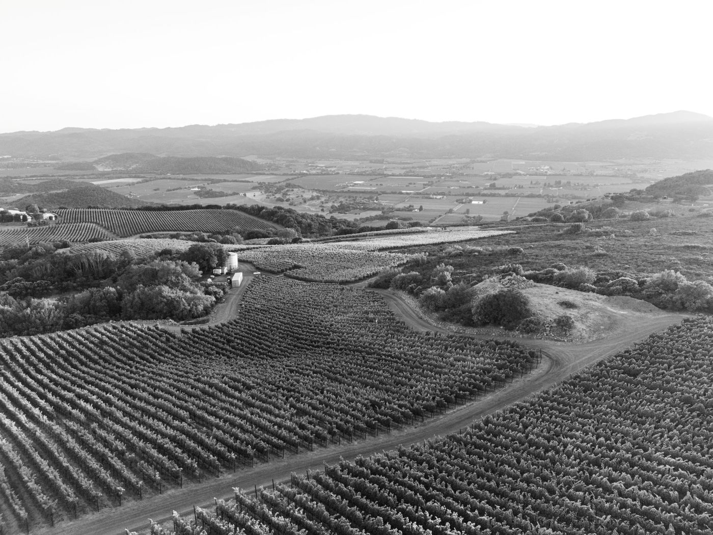 Houyi Estate Vineyard